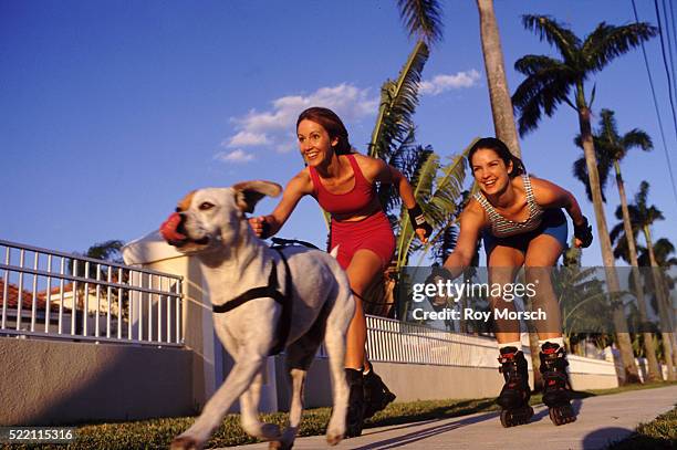 inline skating with the dog - inline skate stock pictures, royalty-free photos & images