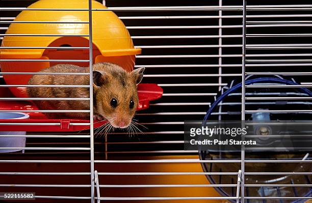 mesocricetus auratus (golden hamster, syrian hamster) - in its cage - golden hamster stock pictures, royalty-free photos & images
