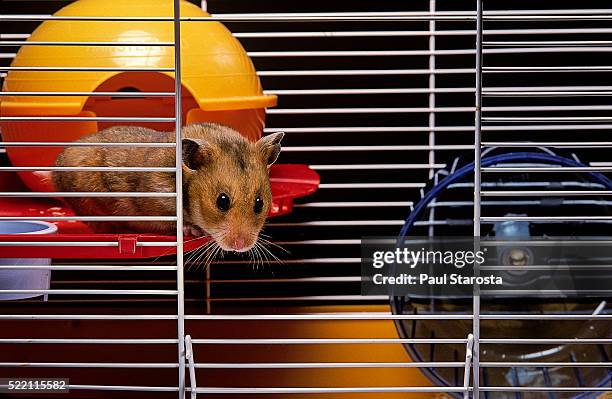 mesocricetus auratus (golden hamster, syrian hamster) - in its cage - golden hamster - fotografias e filmes do acervo