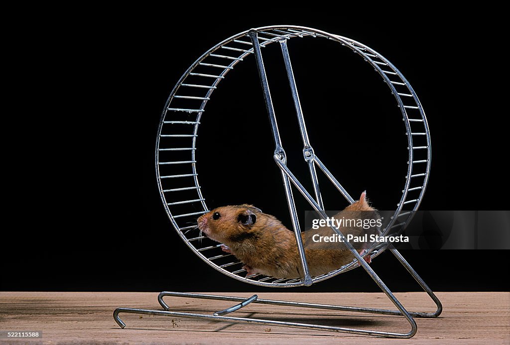 Mesocricetus auratus (golden hamster, Syrian hamster) - in its wheel