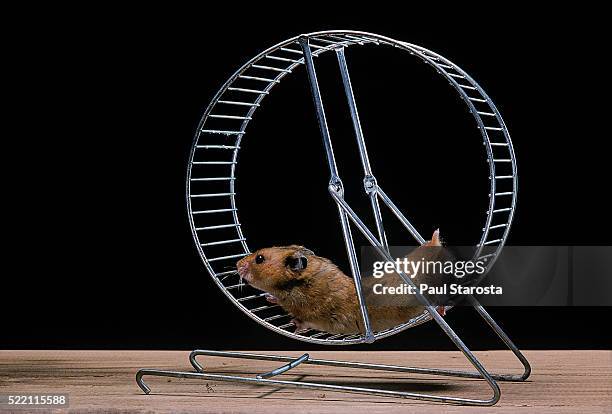 mesocricetus auratus (golden hamster, syrian hamster) - in its wheel - golden hamster - fotografias e filmes do acervo