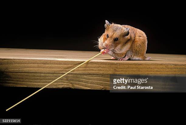 mesocricetus auratus (golden hamster, syrian hamster) - feeding on a spaghetti strand - einzelnes tier stock-fotos und bilder