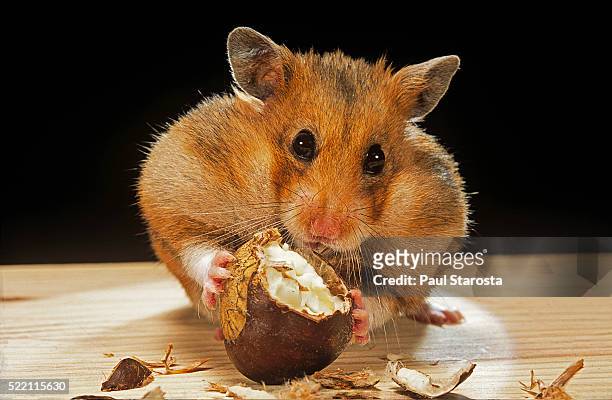 mesocricetus auratus (golden hamster, syrian hamster) - feeding on a chestnut - golden hamster stock pictures, royalty-free photos & images