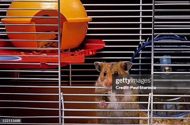 mesocricetus auratus (golden hamster, syrian hamster) - in its cage - hamster stock-fotos und bilder