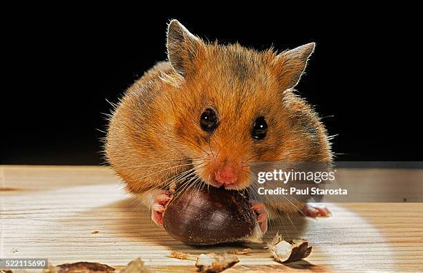 mesocricetus auratus (golden hamster, syrian hamster) - feeding on a chestnut - cheek pouch stockfoto's en -beelden