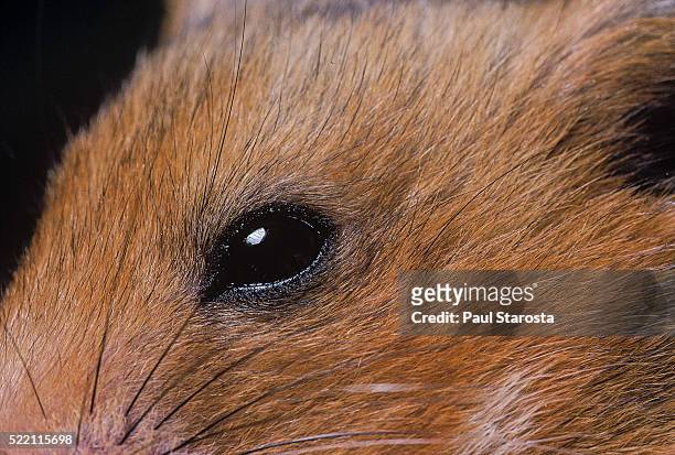 mesocricetus auratus (golden hamster, syrian hamster) - eye - golden hamster - fotografias e filmes do acervo