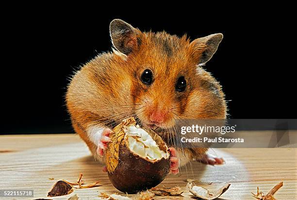 mesocricetus auratus (golden hamster, syrian hamster) - feeding on a chestnut - hamster stock-fotos und bilder