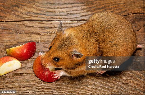 mesocricetus auratus (golden hamster, syrian hamster) - feeding on an apple - golden hamster - fotografias e filmes do acervo