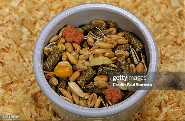 mesocricetus auratus (golden hamster, syrian hamster) - feeding dish - rodent fotografías e imágenes de stock