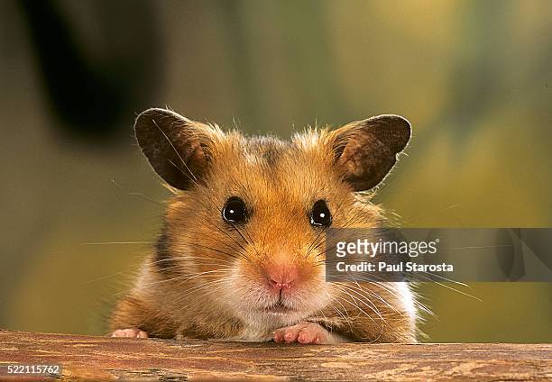 mesocricetus auratus (golden hamster, syrian hamster) - portrait - golden hamster - fotografias e filmes do acervo