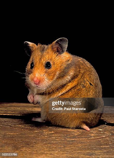 mesocricetus auratus (golden hamster, syrian hamster) - golden hamster - fotografias e filmes do acervo