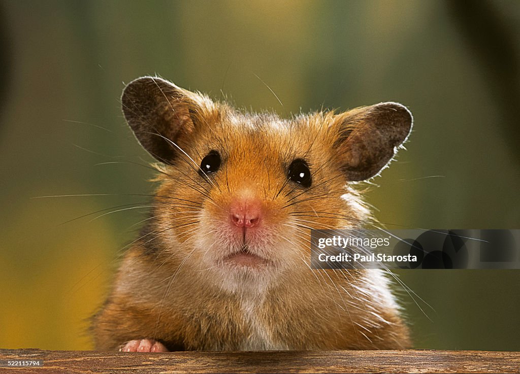 Mesocricetus auratus (golden hamster, Syrian hamster) - portrait
