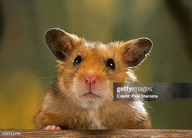 mesocricetus auratus (golden hamster, syrian hamster) - portrait - hamster bildbanksfoton och bilder