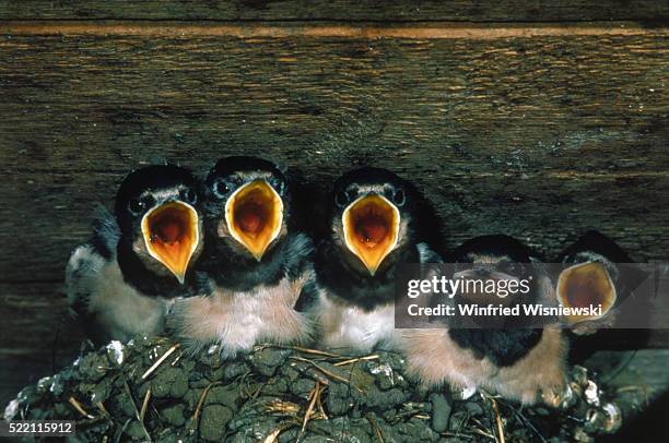 five young swallows - five animals stock pictures, royalty-free photos & images