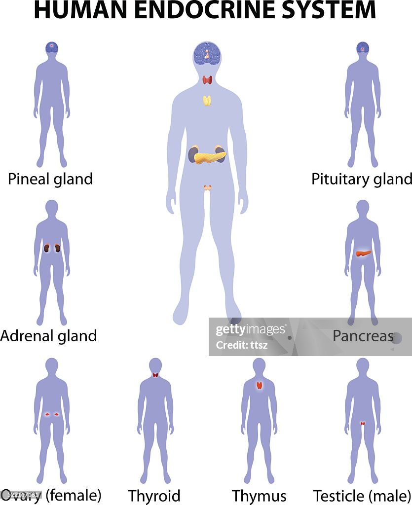 Human Silhouette With Endocrine Glands Icons Set High Biology Diagrams