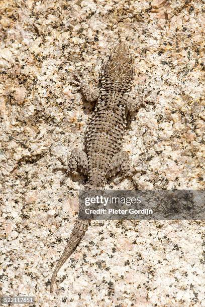 european common gecko - gordijn stock-fotos und bilder