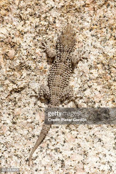 european common gecko - gordijn fotografías e imágenes de stock