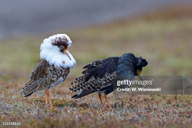 Blue Ruff Bird Ruff Bird Photos and Premium High Res Pictures - Getty Images