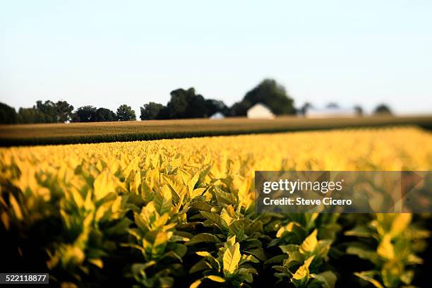 tobacco plants growing on rural farm - tobacco crop stock pictures, royalty-free photos & images