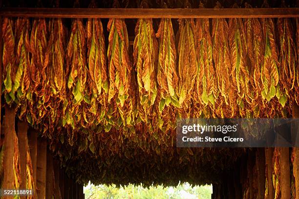 tobacco harvest hanging in barn - タバコ葉 ストックフォトと画像