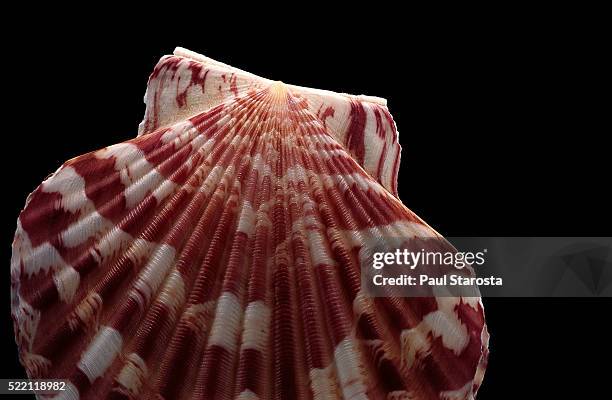Small Shell Pecten 143 Pecten Stock Photos, High-Res Pictures, and Images - Getty Images