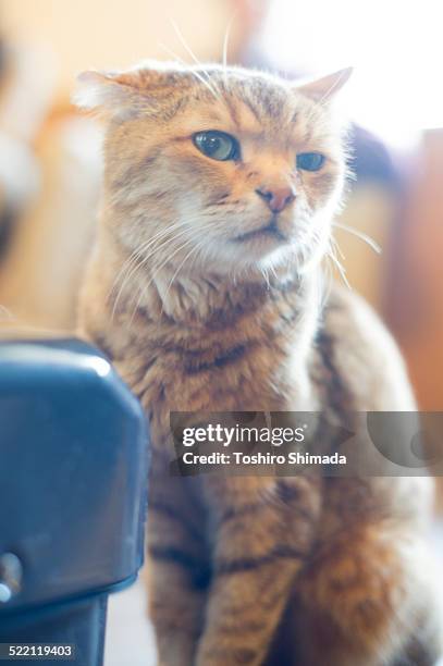 egyptian mau - mau egípcio imagens e fotografias de stock