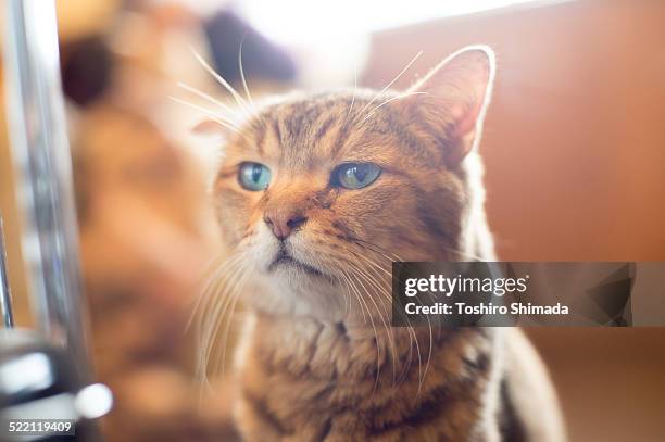 face of egyptian mau - egyptian mau bildbanksfoton och bilder