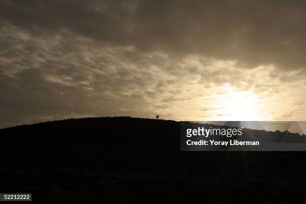 Horse stands on a hilltop near one of the villages of the landlord Nahit Koran in the district of Ekarakeci December 6, 2004 near the city of Urfa....