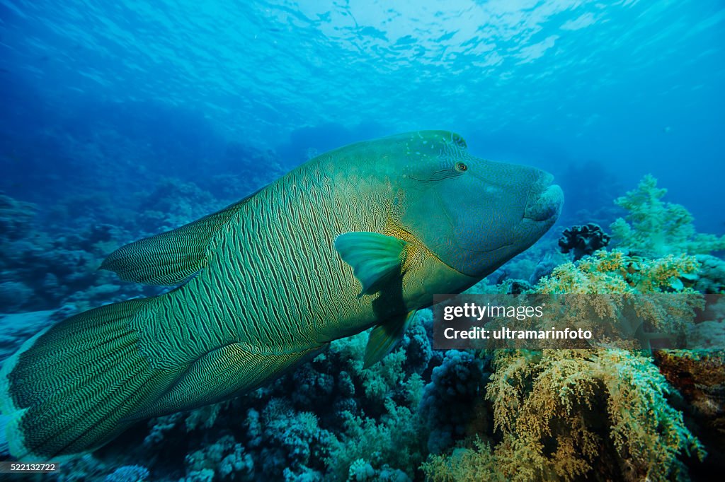 Napoleonfish   Underwater sea life    Coral reef