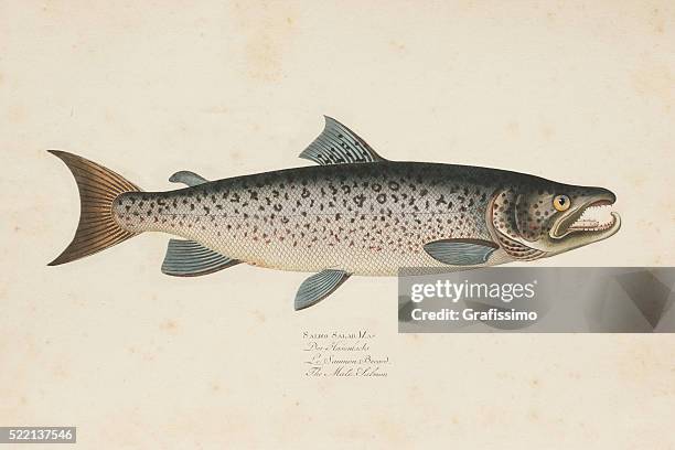 illustrations, cliparts, dessins animés et icônes de gravure de poisson saumon de l'océan atlantique depuis 1785 - saumon