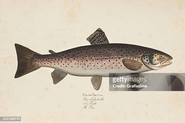 ilustraciones, imágenes clip art, dibujos animados e iconos de stock de pesca de trucha común de grabado 1785 - trout