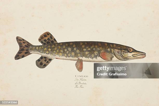 engraving northern pike fish from 1785 - northern pike stock illustrations