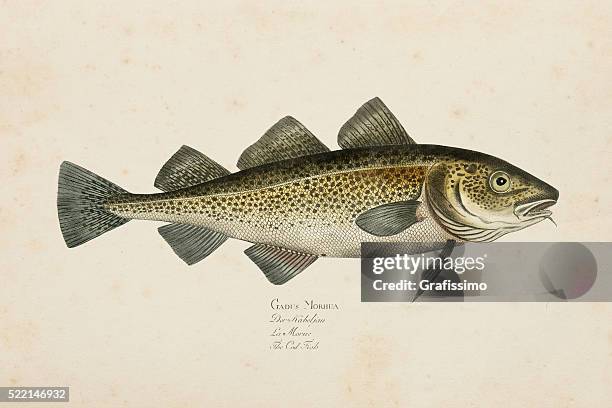 engraving atlantic cod fish from 1785 - cod stock illustrations