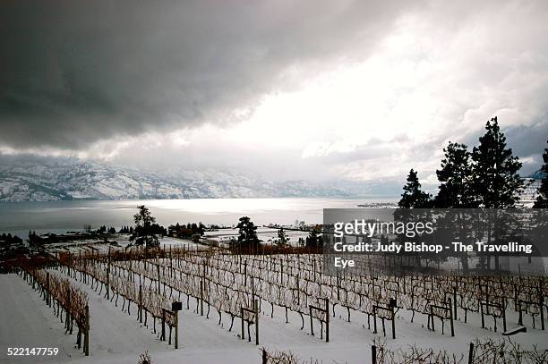 winter storm on vineyards & okanagan lake - okanagan vineyard stock pictures, royalty-free photos & images