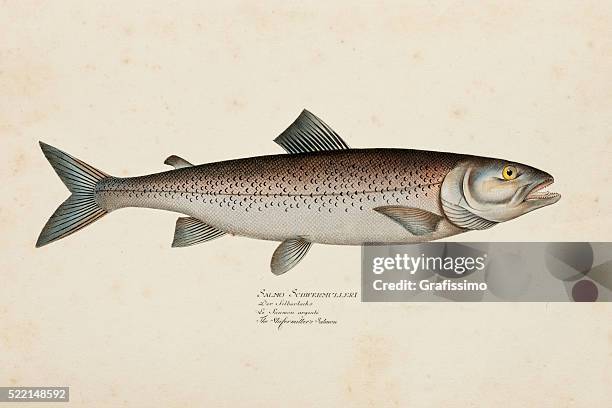 stockillustraties, clipart, cartoons en iconen met engraving silver salmon fish from 1785 - cohozalm