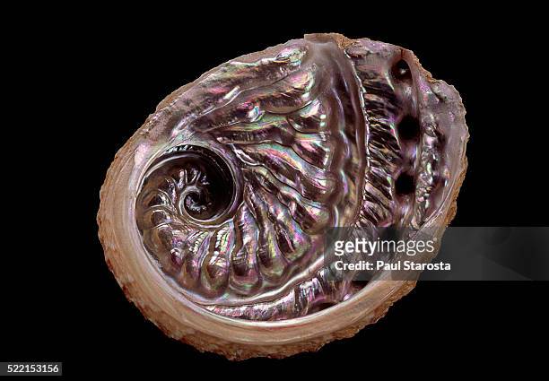 haliotis scalaris - abalone ストックフォトと画像
