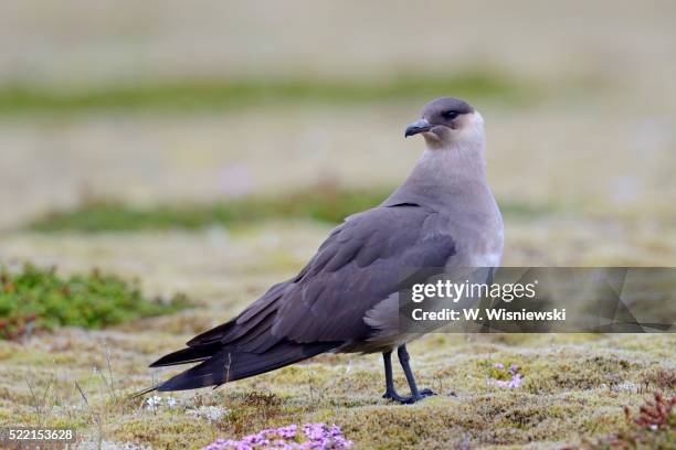 arctic skua in the icelandic tundra - arctic skua stock pictures, royalty-free photos & images