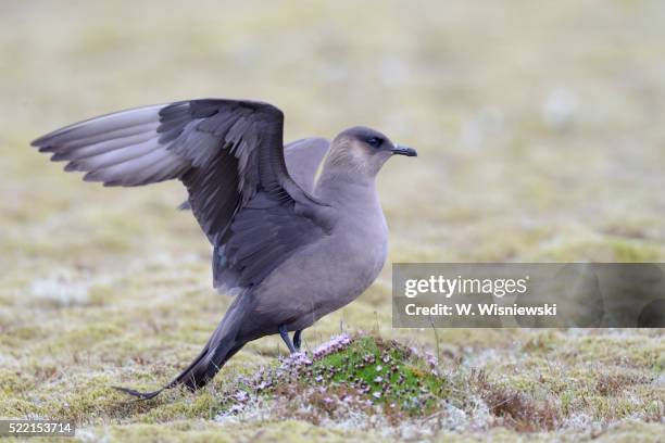 arctic skua in the icelandic tundra - arctic skua stock pictures, royalty-free photos & images