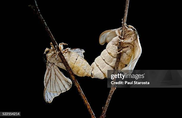 bombyx mori (common silkmoth) - mating - silk moth stock pictures, royalty-free photos & images