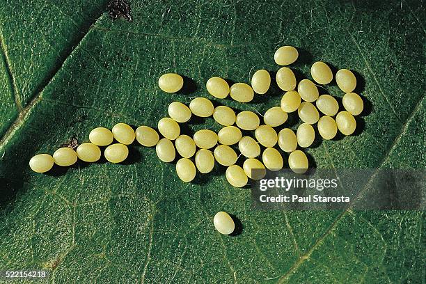 bombyx mori (common silkmoth) - eggs on mulberry leaf - larva stock pictures, royalty-free photos & images