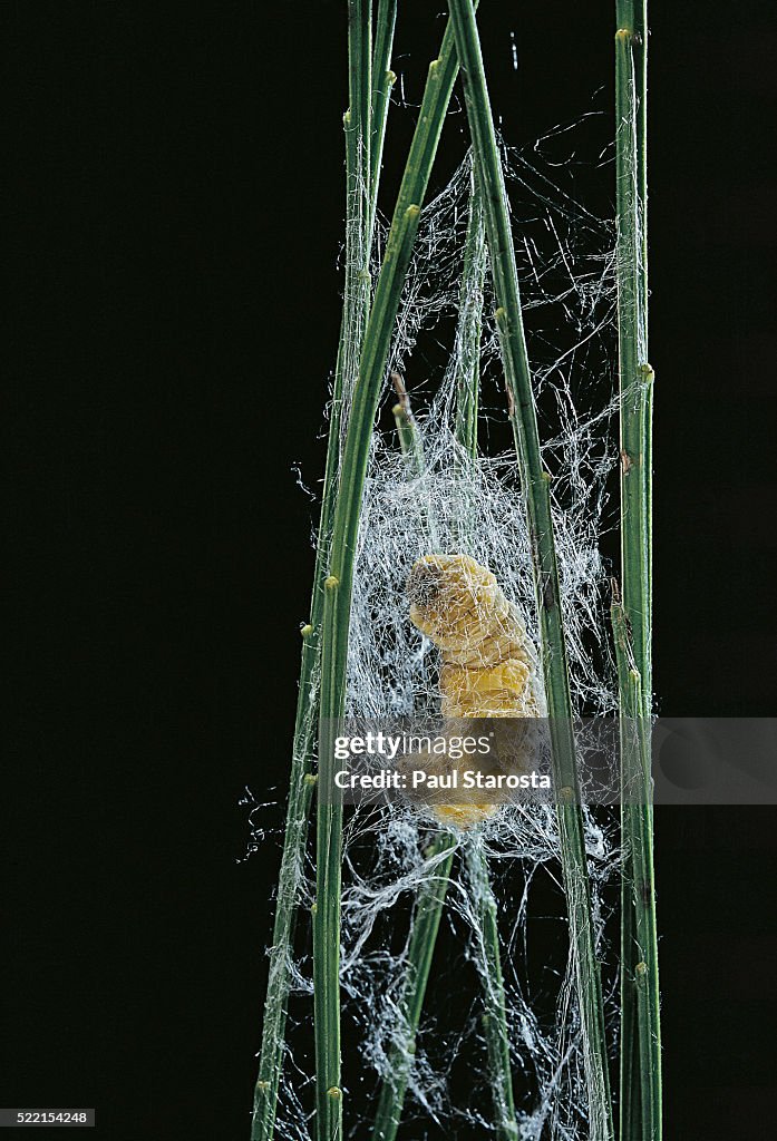 Bombyx mori (common silkmoth) - larva or silkworm spinning cocoon