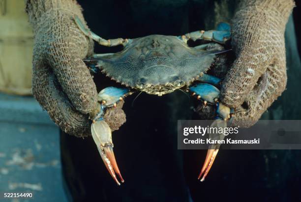 blue crab - blue crabs stock pictures, royalty-free photos & images