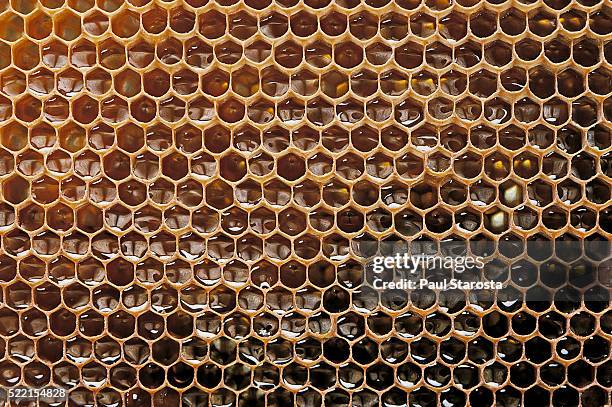 apis mellifera (honey bee) - honeycomb with honey filled cells - honingraat stockfoto's en -beelden