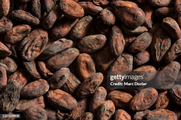 cocoa beans - cacao bean stock pictures, royalty-free photos & images