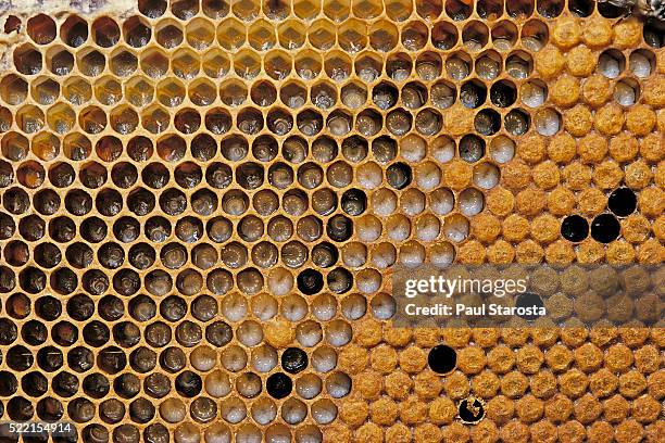 apis mellifera (honey bee) - brood at various stages of development - larva stock pictures, royalty-free photos & images