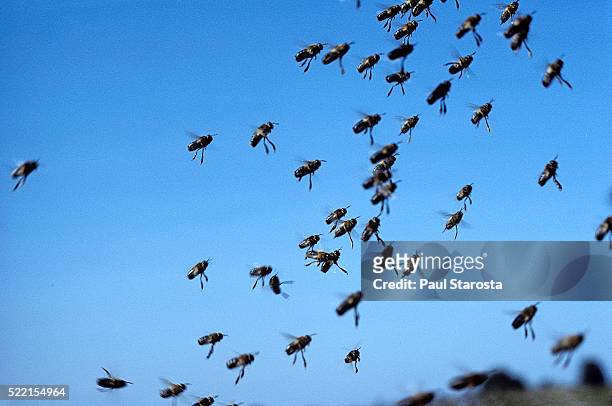 apis mellifera (honey bee) - drone swarm flying at a mating site - swarm stock pictures, royalty-free photos & images