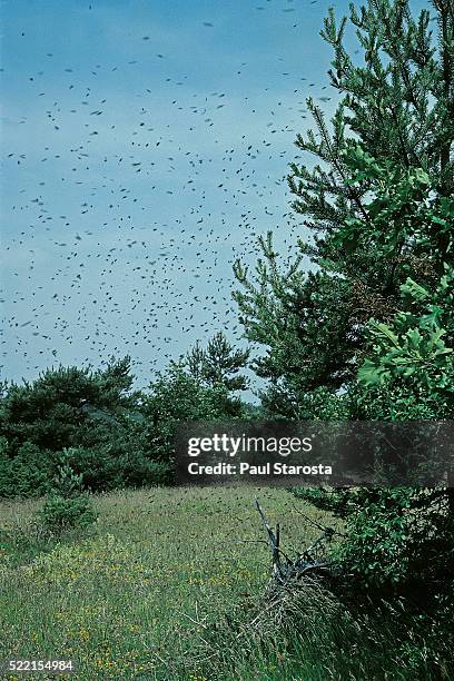 apis mellifera (honey bee) - bee swam flying - swam stock pictures, royalty-free photos & images