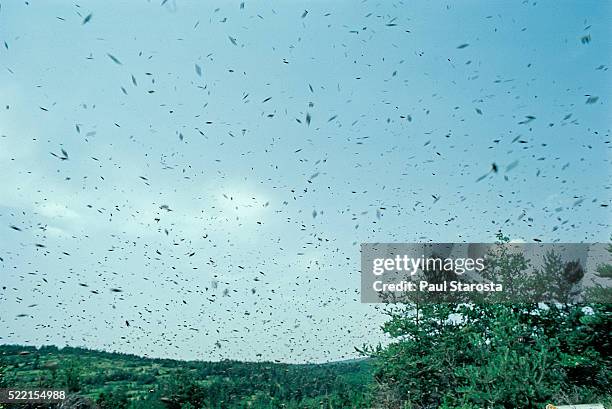 apis mellifera (honey bee) - bee swam flying - swarm of insects foto e immagini stock