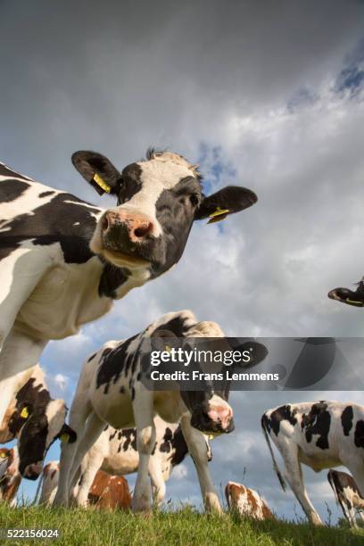 netherlands, weesp, cows in meadow - koe stockfoto's en -beelden