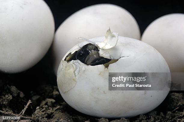 testudo hermanni (western hermann's tortoise) - hatching - egg hatch stock-fotos und bilder